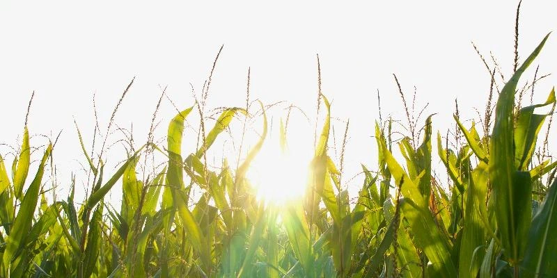 Gestion de Projet en BTS TSMA